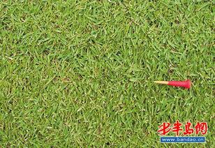 草国产,探寻自然与文化的交融之地